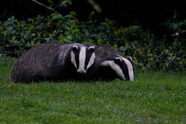 Two badgers sitting together on grass