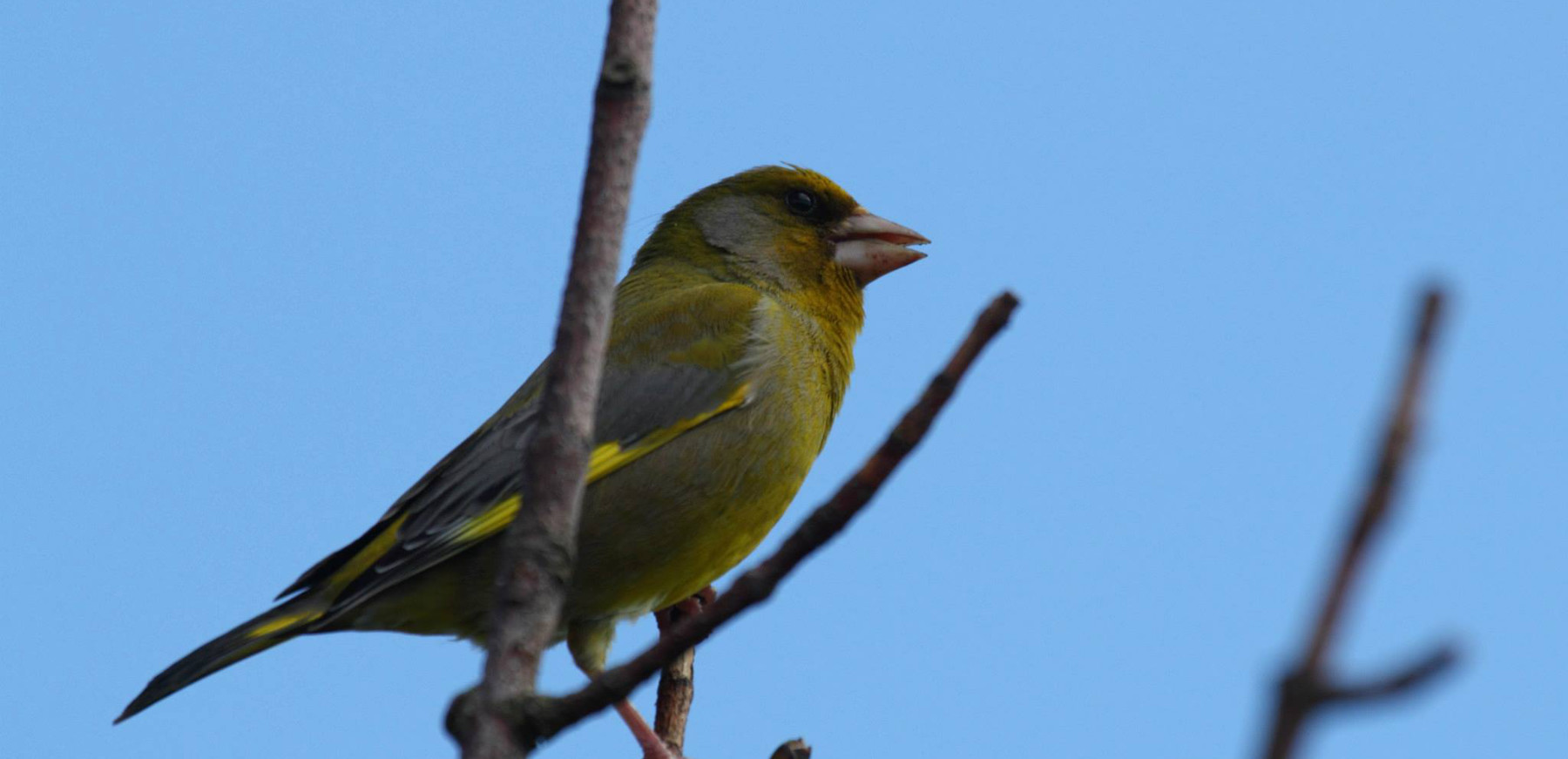 A yellow bird perched on a tree