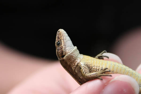 A reptile been held by a person