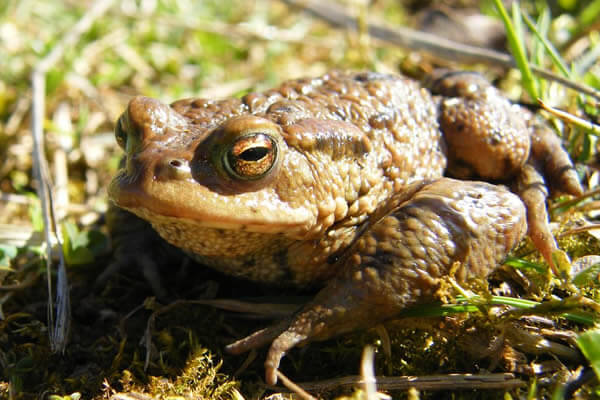 A toad sitting in the grass